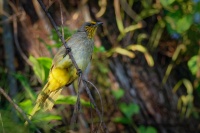 Bulbul prouzkohrdly - Pycnonotus finlaysoni - Stripe-throated Bulbul o7987